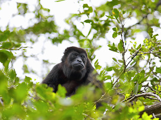 Image showing A Howler monkey