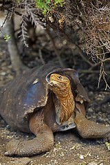 Image showing A Galapagos tortoise