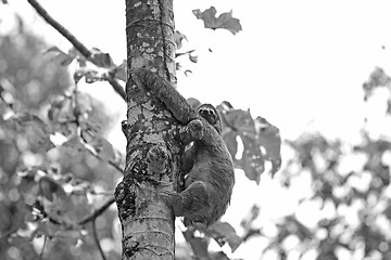 Image showing A Three-toed Sloth