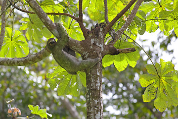 Image showing A Three-toed Sloth