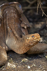 Image showing A Galapagos tortoise