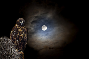Image showing Galapagos Hawk at night