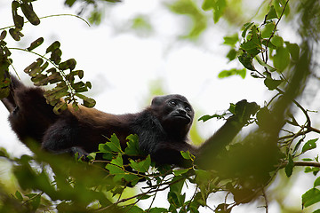 Image showing A Howler monkey