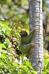 Image showing A Three-toed Sloth