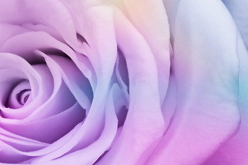 Image showing multicolor rose