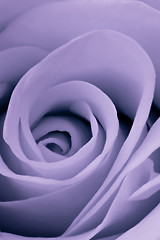 Image showing violet rose close up