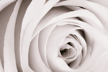 Image showing white rose close up