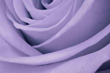 Image showing violet rose close up