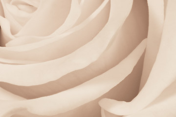 Image showing white rose close up