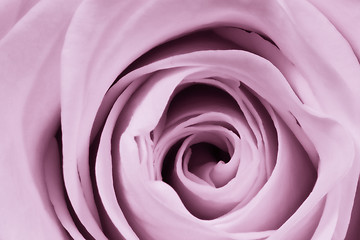 Image showing violet rose close up