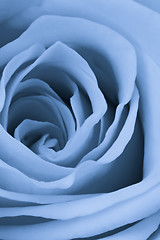 Image showing blue rose close up