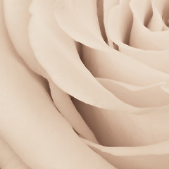 Image showing white rose close up