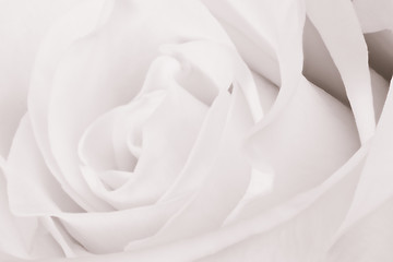 Image showing white rose close up