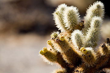 Image showing cactus detail