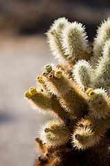 Image showing cactus closeup vertical version