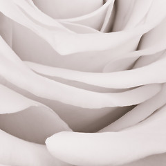 Image showing white rose close up