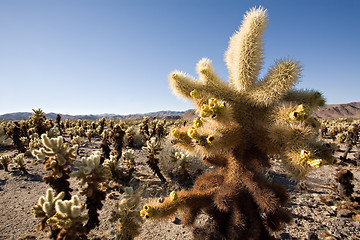 Image showing cacti field