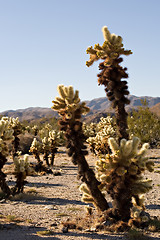 Image showing cactus in joshua tree national park