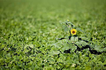 Image showing sunflower