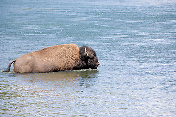 Image showing bison crossing river in yellowstone