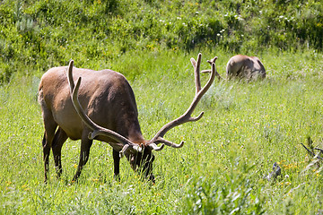 Image showing elk in yellowstone