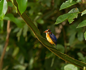 Image showing African Pygmy Kingfisher