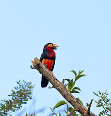 Image showing Bearded Barbet