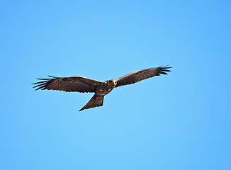 Image showing Black Kite