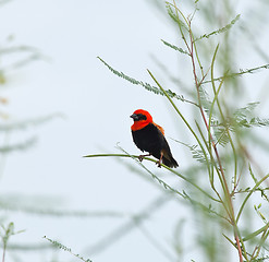 Image showing Black-winged Red Bishop