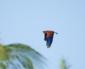 Image showing Broad-billed Roller and Palms