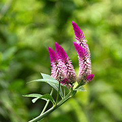 Image showing Celosia argentea