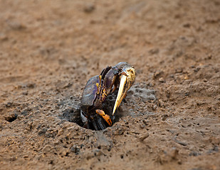 Image showing Fiddler Crab