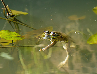 Image showing Frog Floating