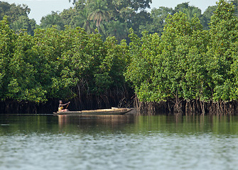 Image showing Gambian Woman paddling pirogue