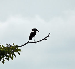 Image showing Hamerkop Silhouette