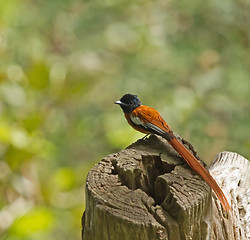 Image showing Hybrid Red-bellied X African Paradise Flycatcher