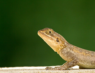 Image showing Lizard head and front legs