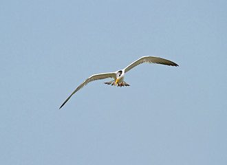 Image showing Royal Tern