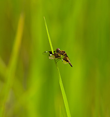 Image showing St. Lucia Widow Dragonfly