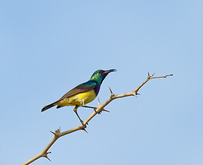 Image showing Variable Sunbird