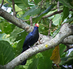 Image showing Violet Turaco