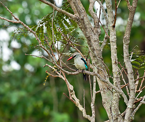 Image showing Woodland Kingfisher