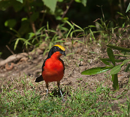 Image showing Yellow-crowned Gonolek