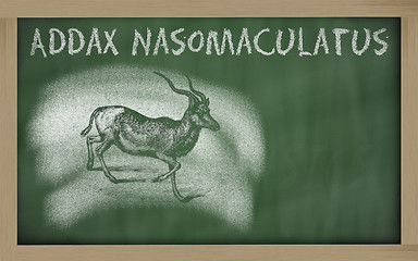 Image showing  sketch of addax on blackboard (addax nasomaculatus)