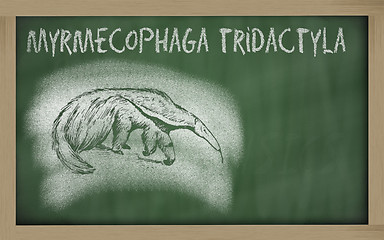 Image showing  sketch of anteater on blackboard (Myrmecophaga tridactyla)