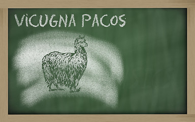 Image showing  sketch of alpaca on blackboard (vicugna pacos)