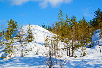 Image showing winter forest landscape