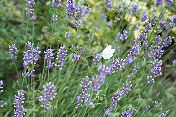 Image showing White butterfly and  lavender blue