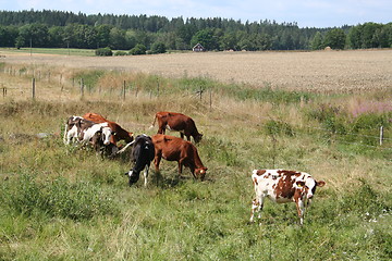 Image showing A group of cows