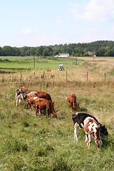 Image showing Black and brown cows together